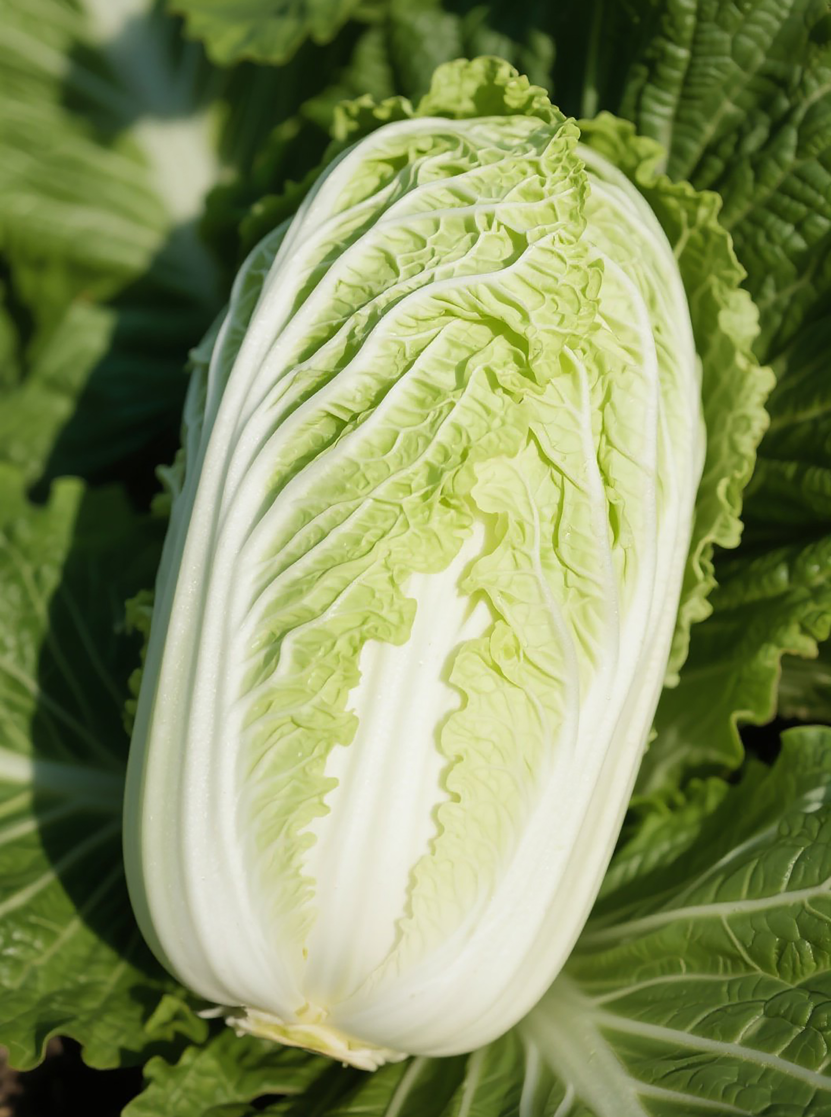 大白菜蔬菜高清图片素材素材