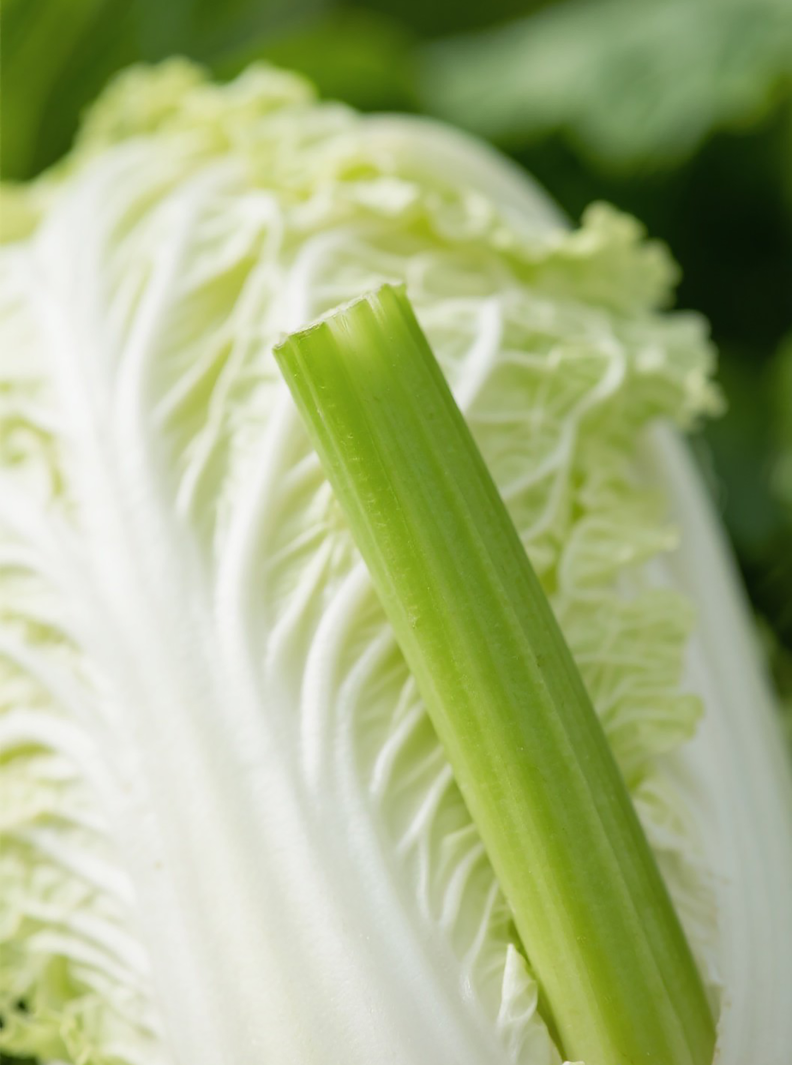 大白菜蔬菜高清图片素材素材