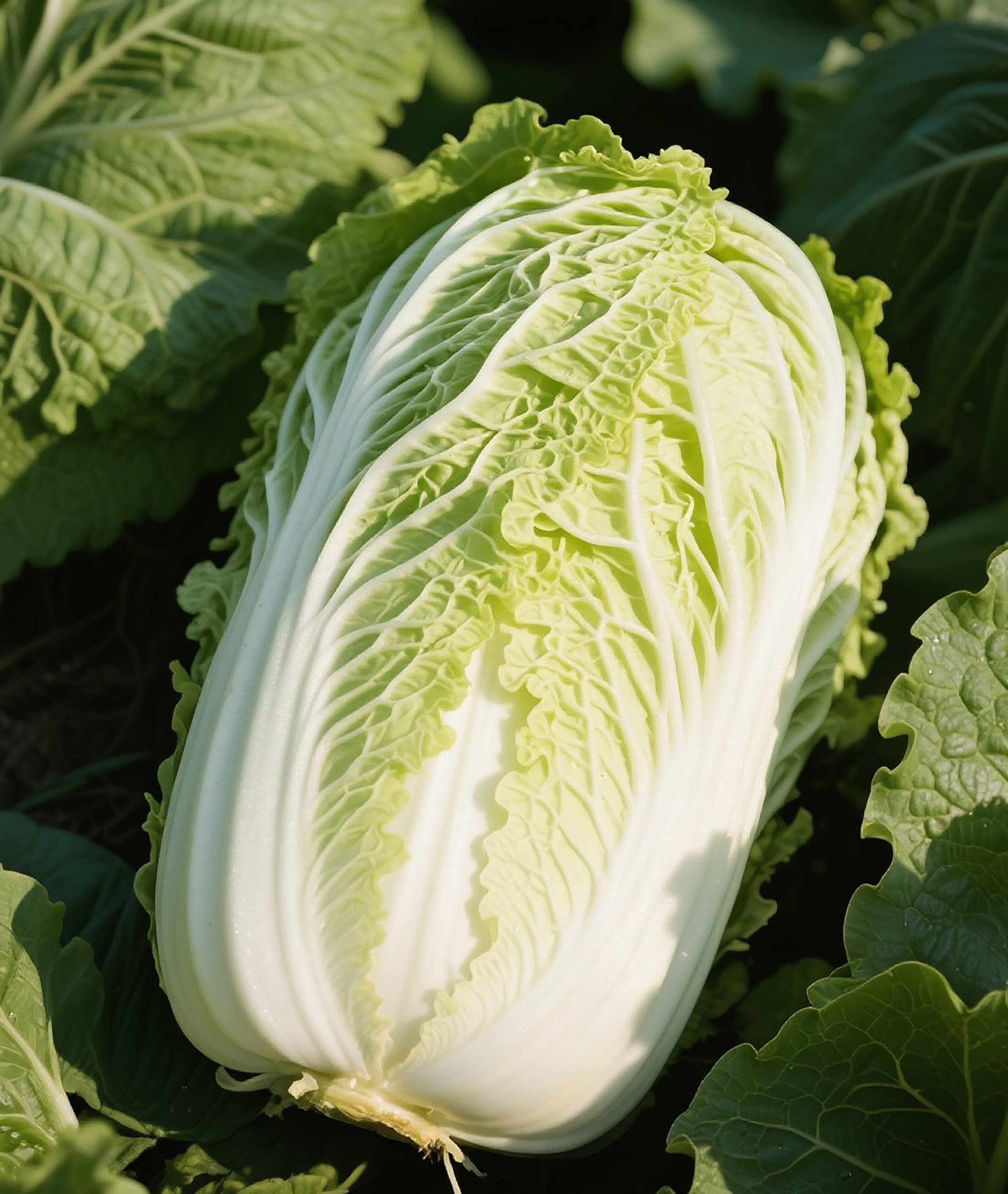 高清大白菜蔬菜图片素材