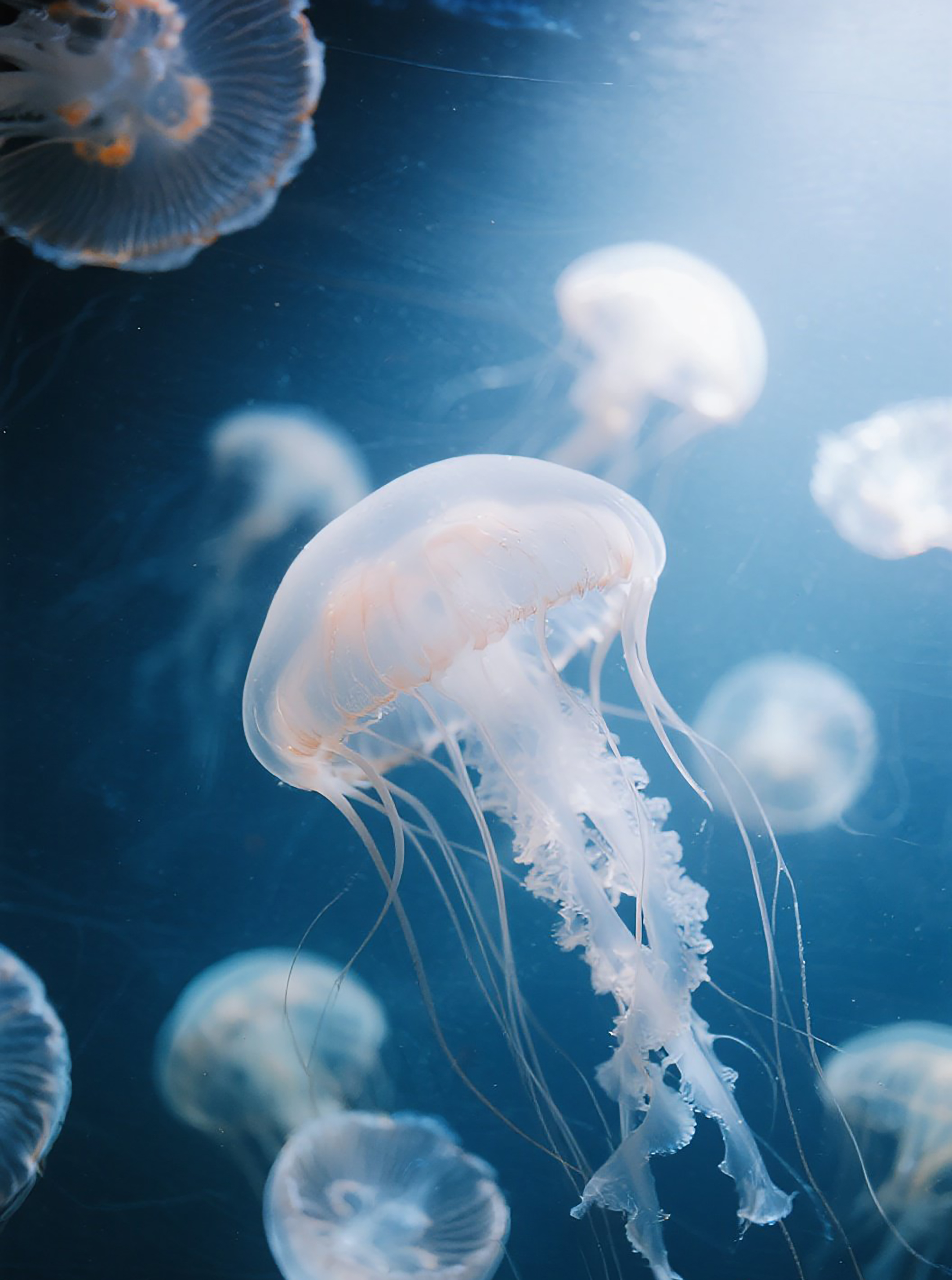 水母海洋生物图片素材素材