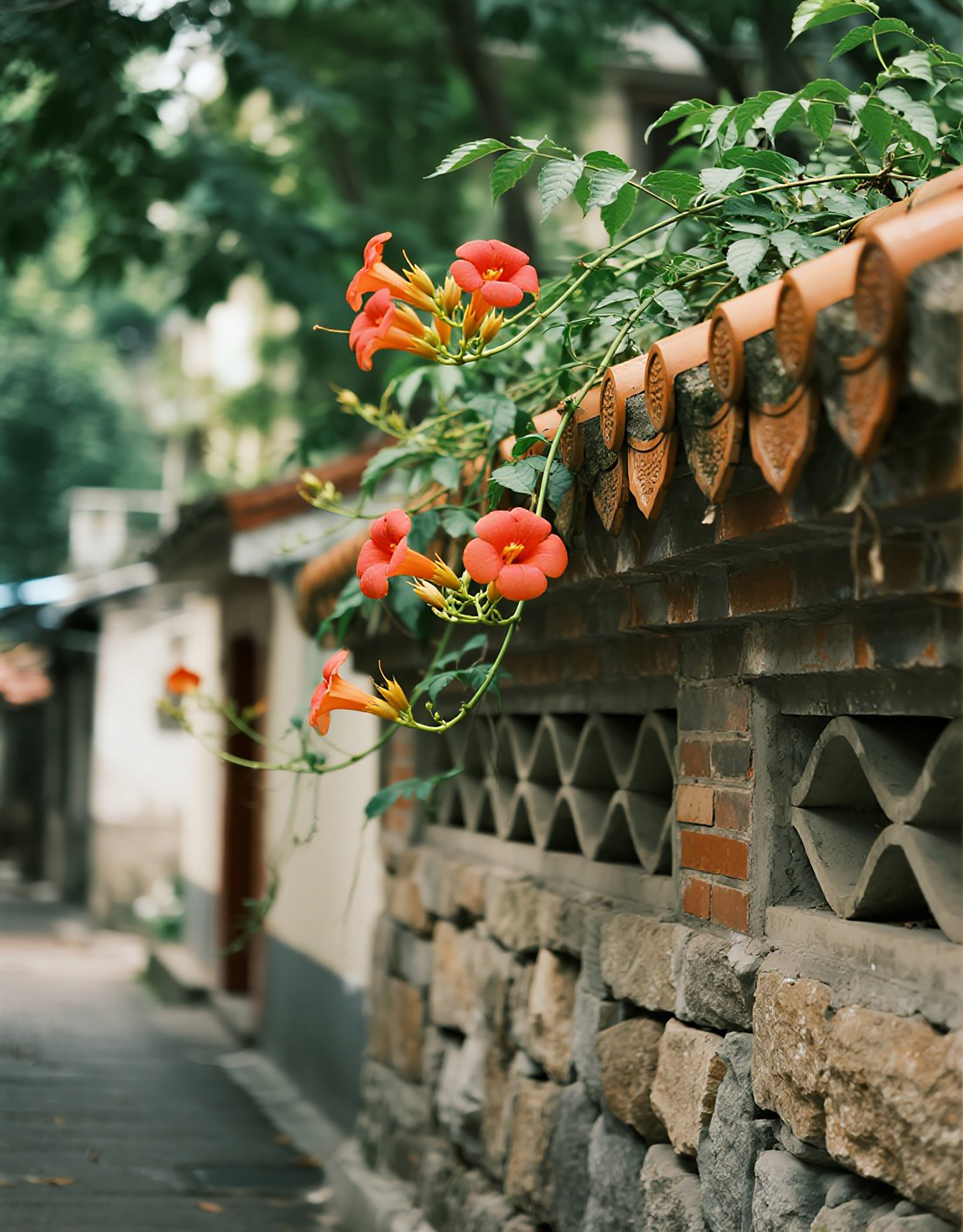 小石巷花花草草风景画图片素材
