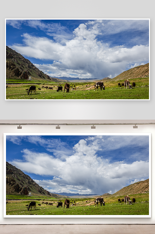 西藏高原上的牦牛群