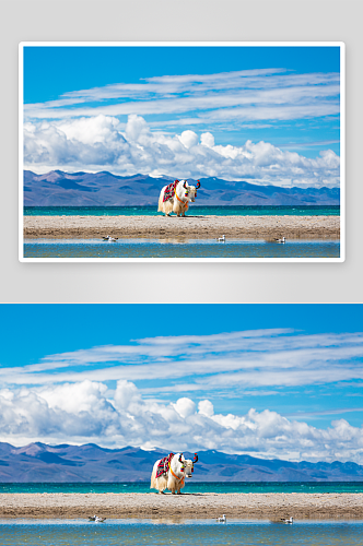 西藏风光摄影风景画