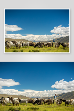 西藏草原上的羊群