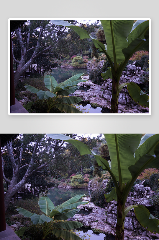 苏州园林植物假山石景观摄影