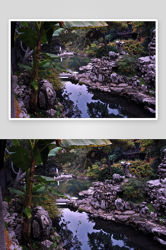 苏州园林植物自然假山摄影