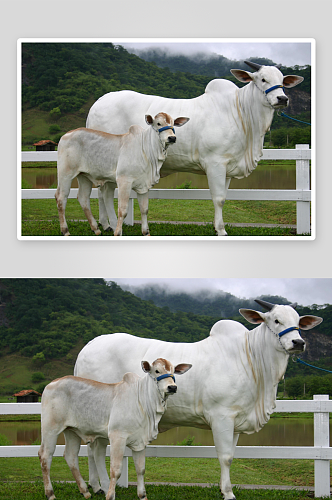 牛风景画摄影图片