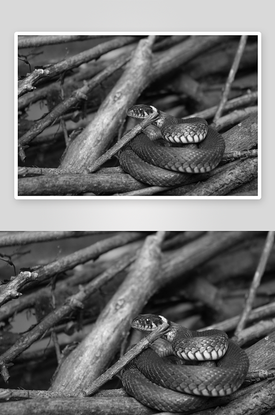 黑白摄影蛇图片素材-众图网