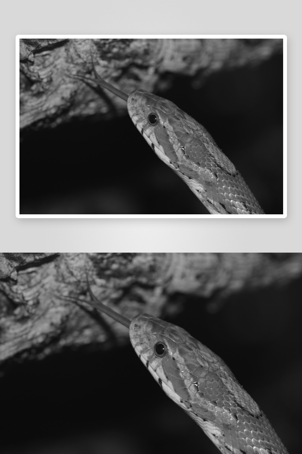 黑白摄影蛇图片素材素材