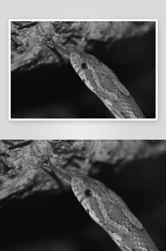 黑白摄影蛇图片素材-众图网