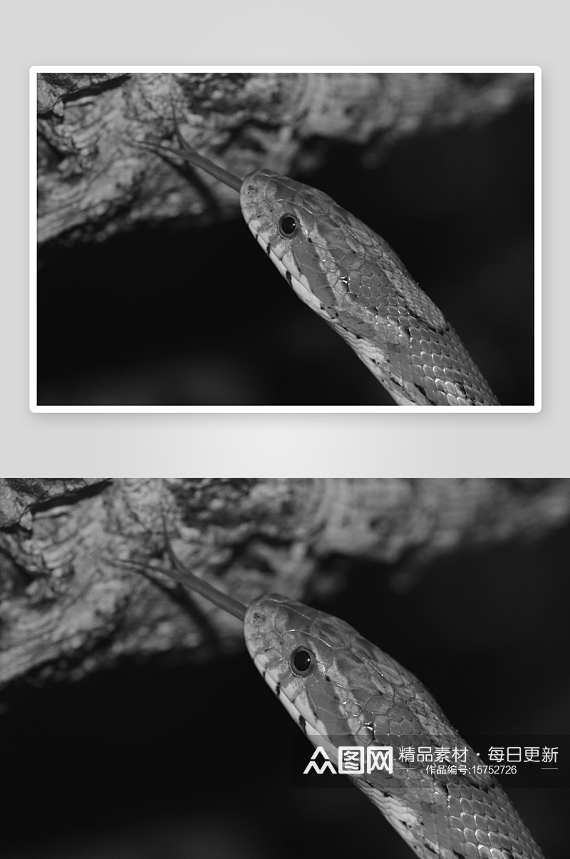 黑白摄影蛇图片素材素材