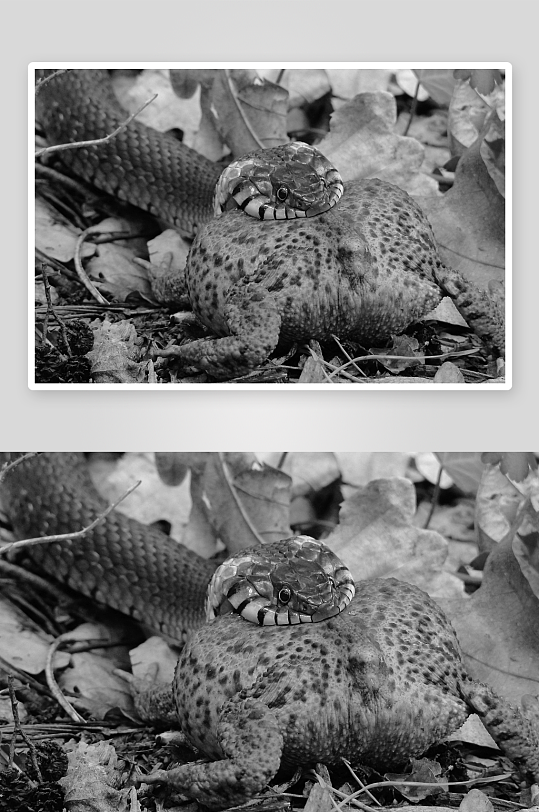 高清黑白摄影蛇图片素材-众图网