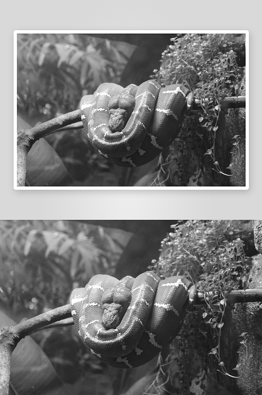 唯美黑白摄影蛇风景画图片-众图网