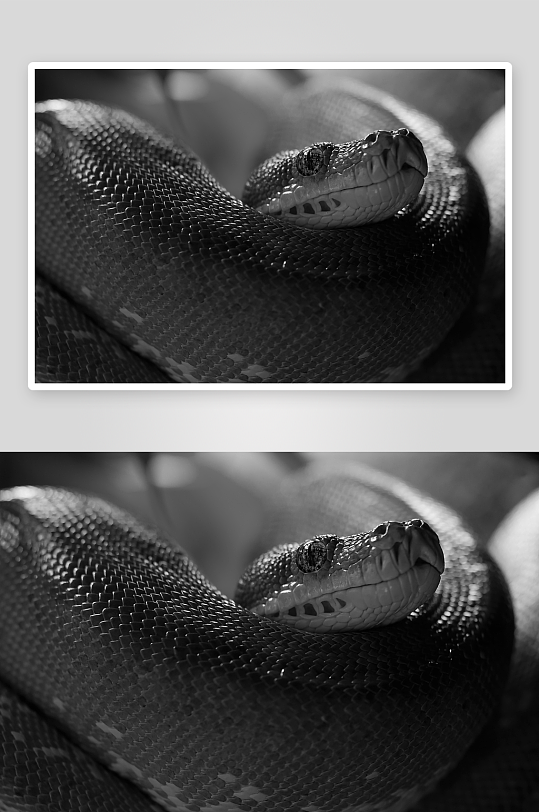黑白蛇艺术摄影图片素材-众图网