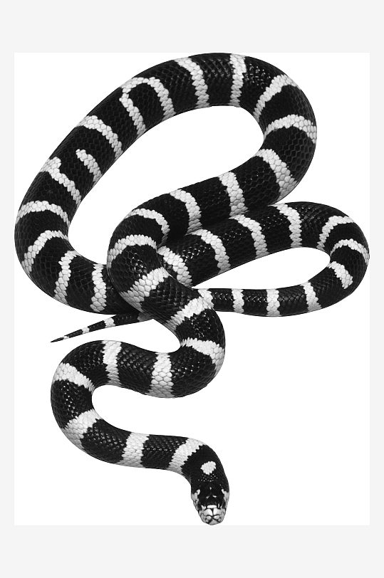 高清黑白蛇摄影图片素材-众图网