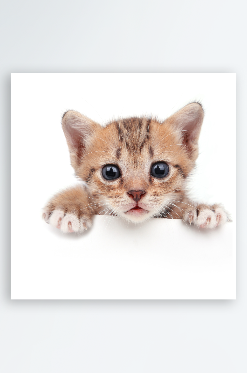 猫咪摄影图片素材素材