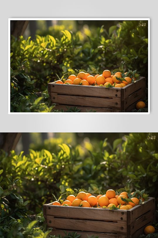 果园里采摘的橙子