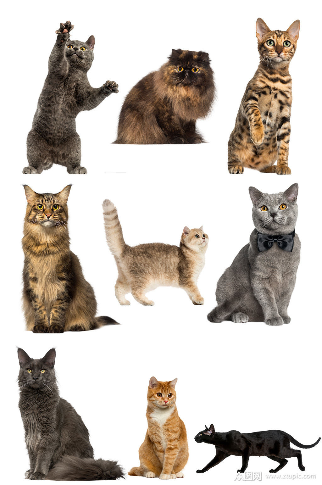 家猫野猫外国猫psd素材