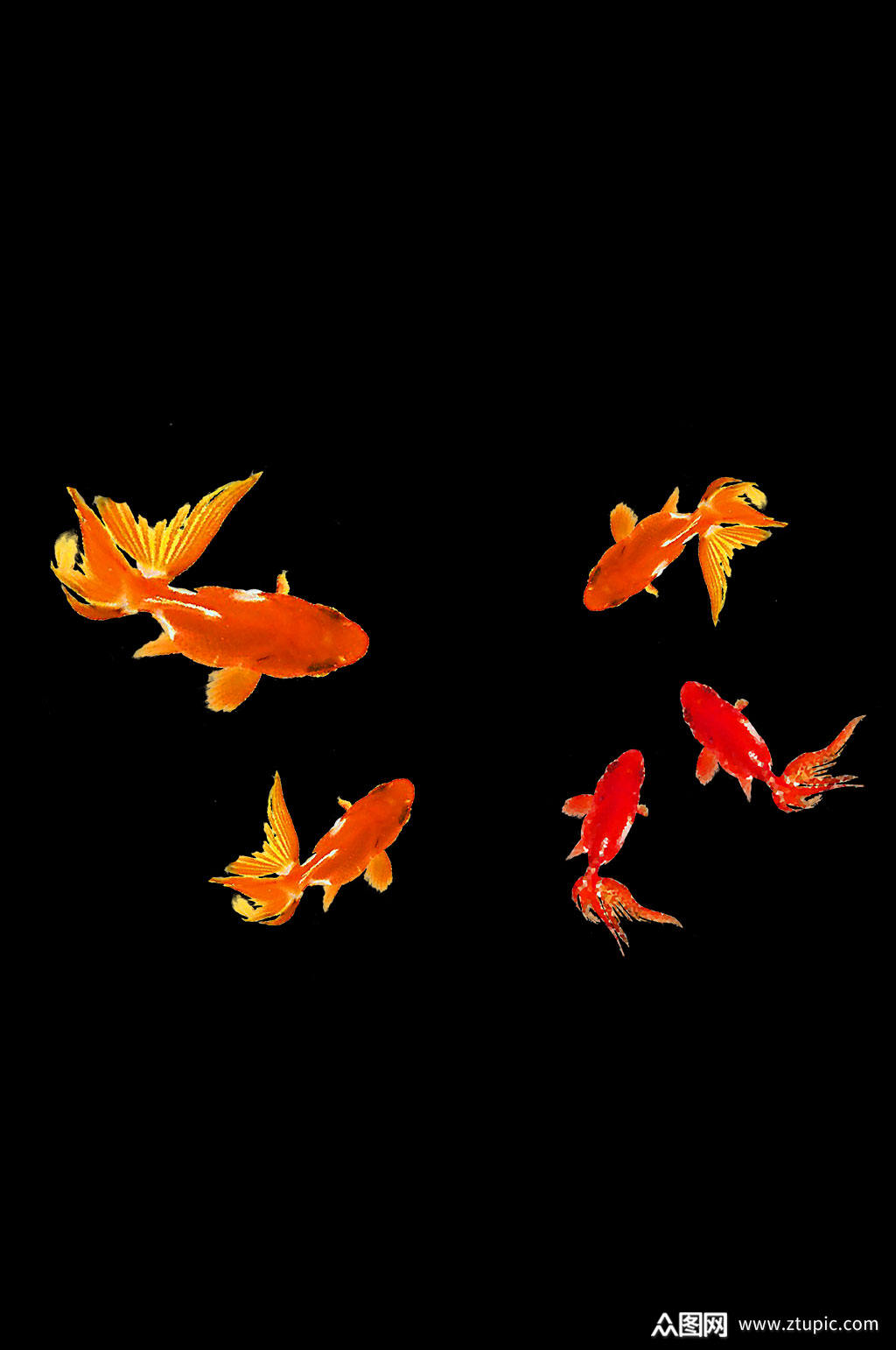 卡通鱼金鱼动物元素素材