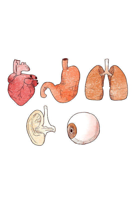 医学人体器官素材