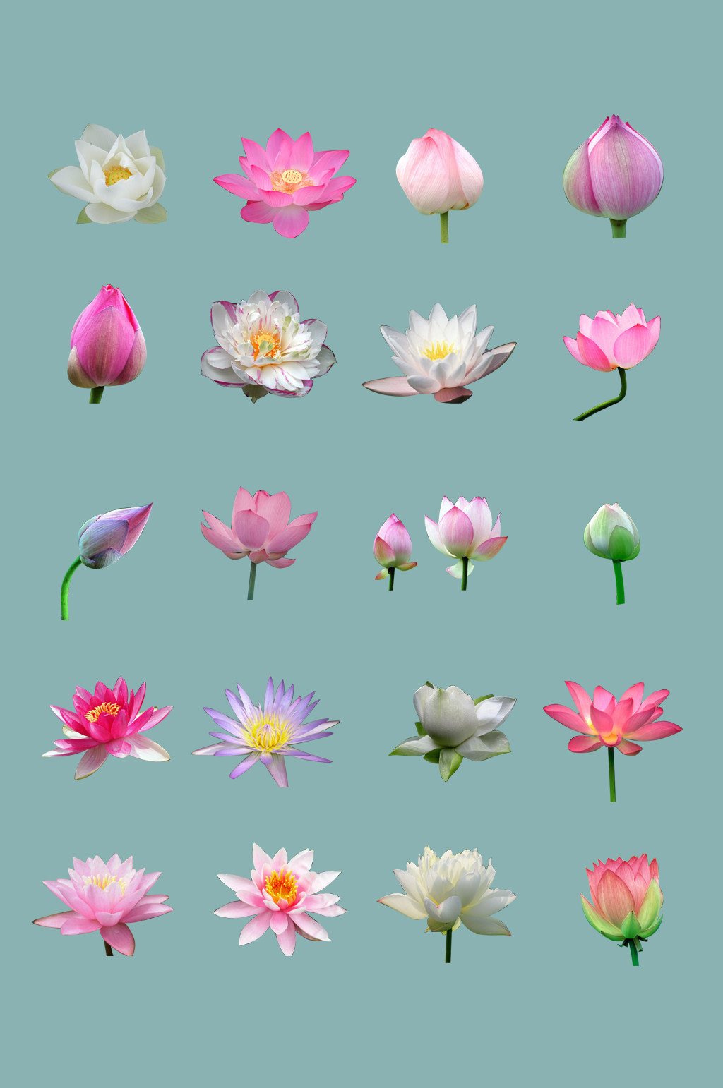 免扣透明背景荷花素材psd图片模板下载 编号 众图网