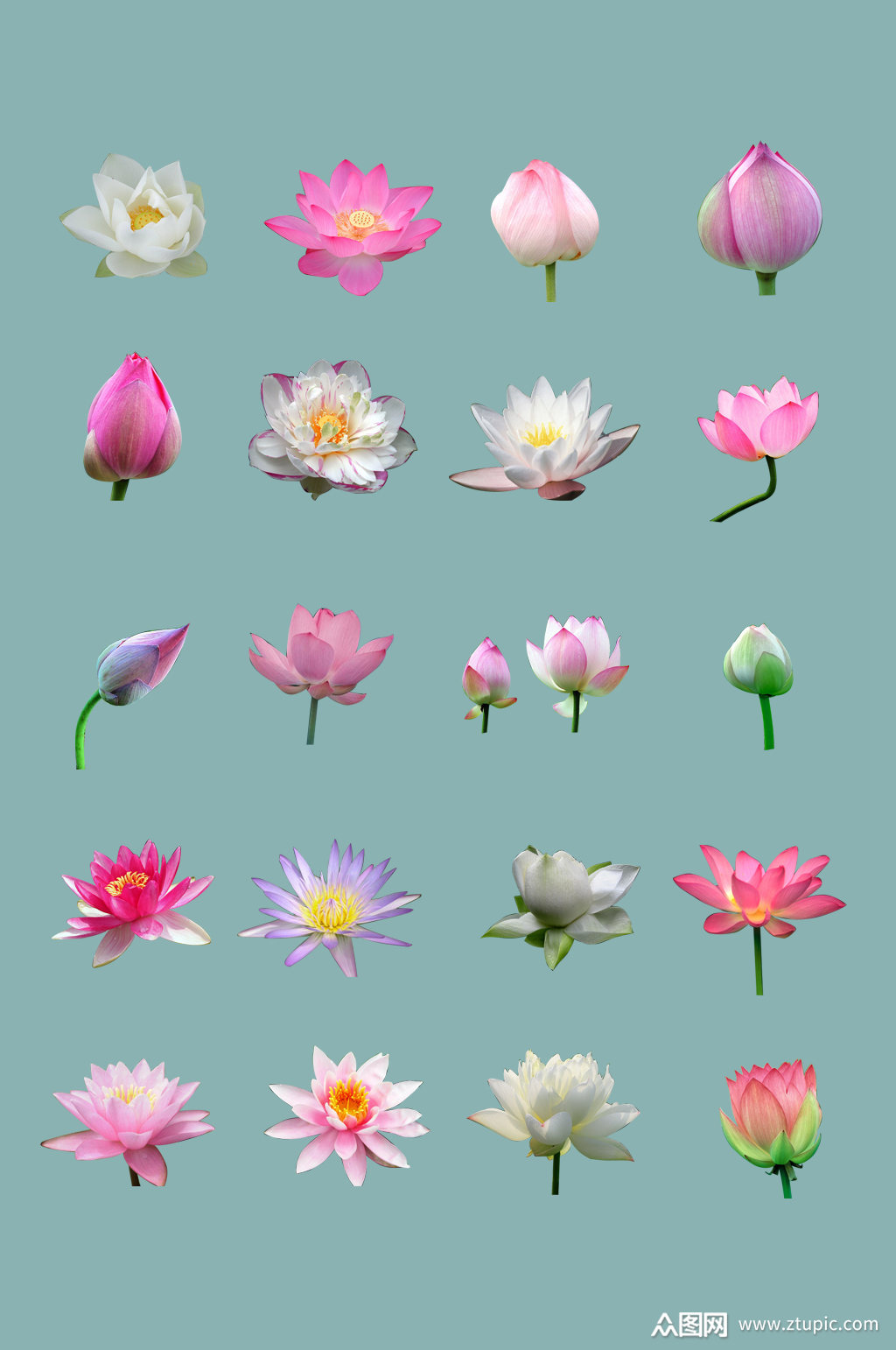 免扣透明背景荷花素材psd图片