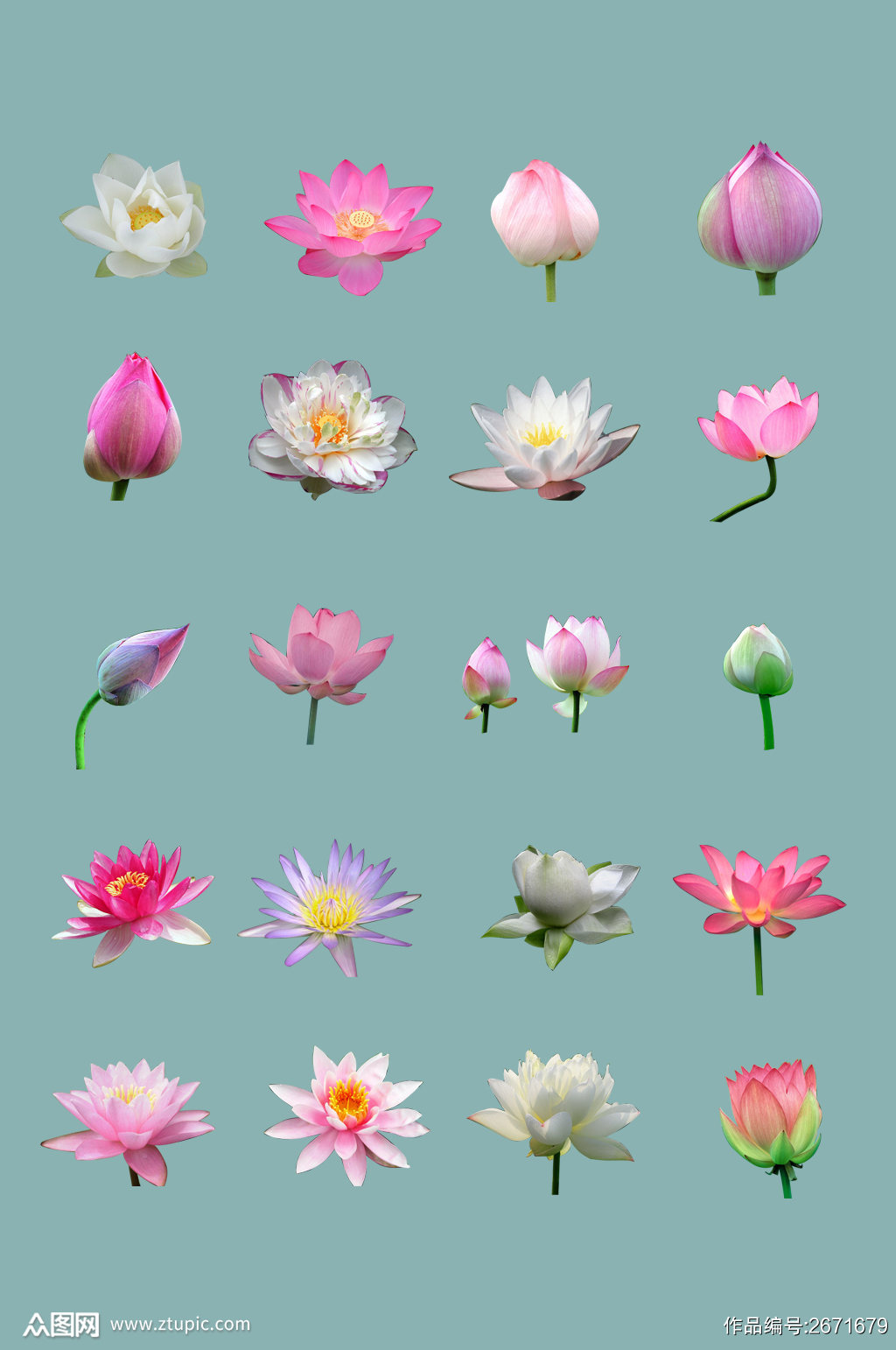 免扣透明背景荷花素材psd图片模板下载 编号 众图网 免扣透明背景荷花素材psd图片模板下载 编号 众图网