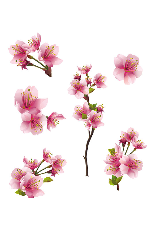 粉色春天桃花枝条植物暖春清明春分