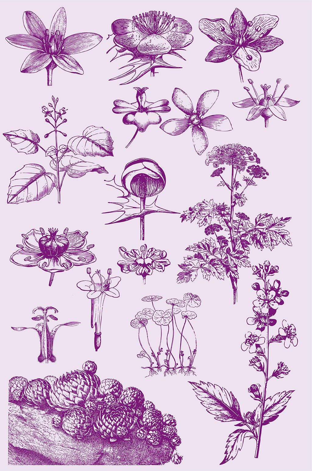 植物手绘素描花朵叶子花瓣矢量免扣元素素材