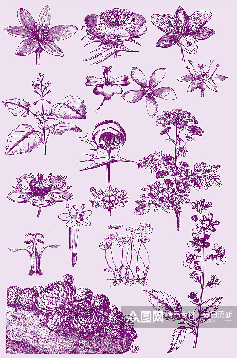 植物手绘素描花朵叶子花瓣矢量免扣元素素材