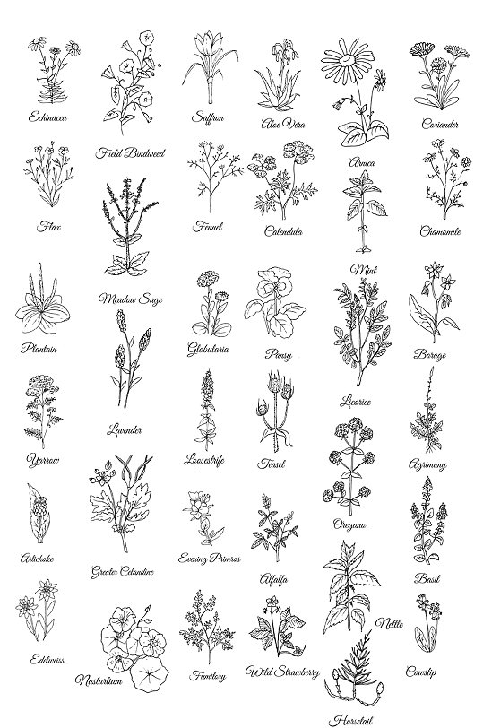 植物手绘铅笔素描图样矢量免扣元素