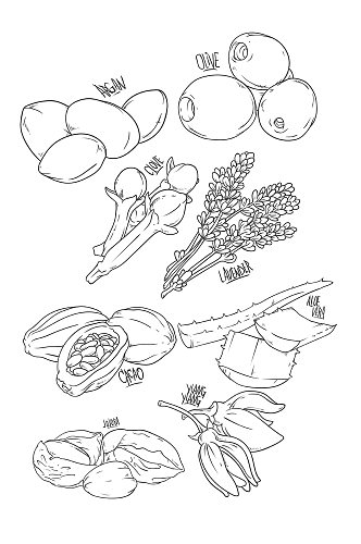 蔬菜水果芦荟植物素描瓜矢量免扣元素