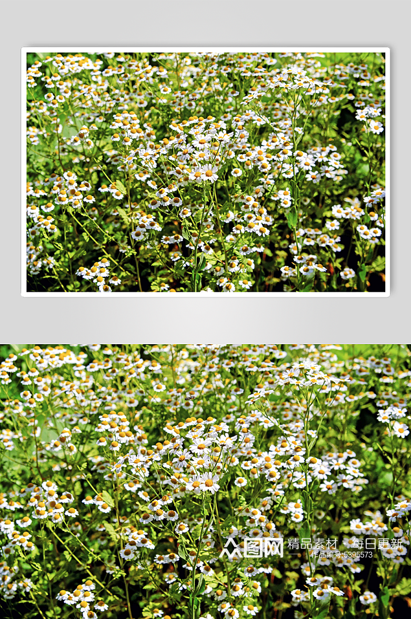 雏菊菊花花卉植物摄影图素材