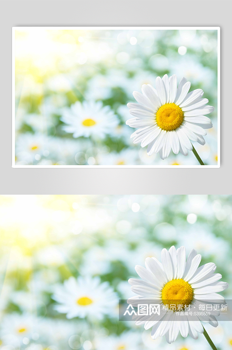 雏菊菊花花卉植物摄影图素材