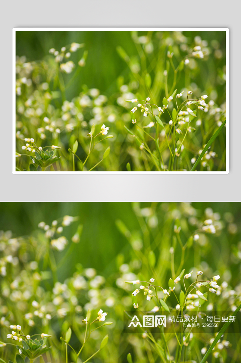 雏菊菊花花卉植物摄影图素材