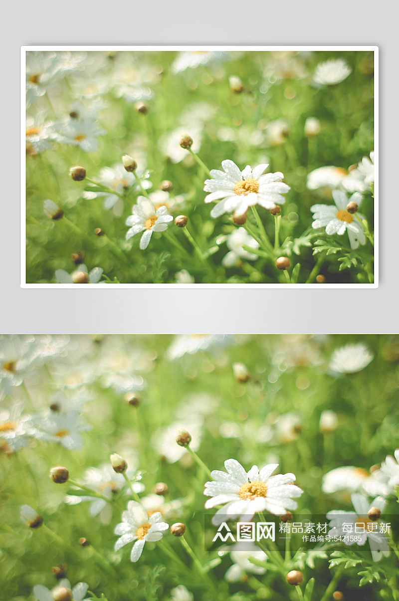 白色菊花植物高清摄影图素材