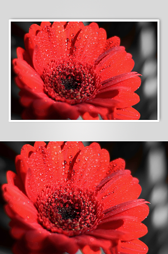 红色菊花植物高清摄影图