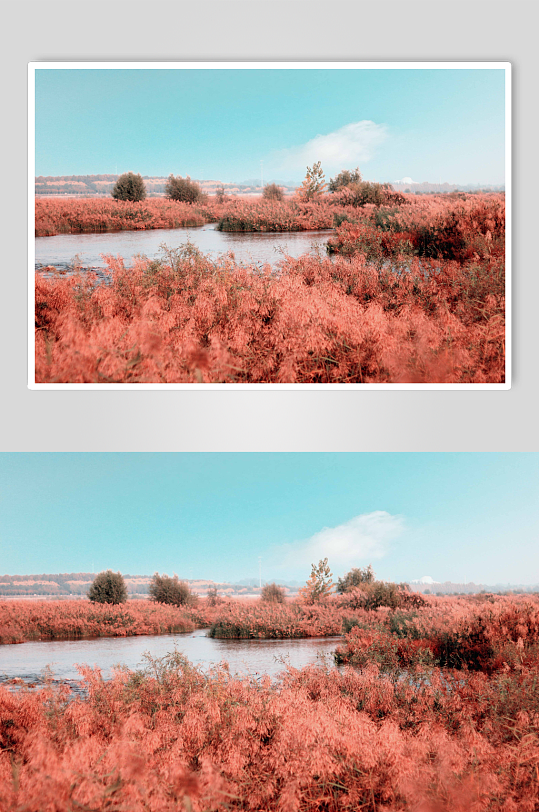 芦苇丛湖边摄影图片