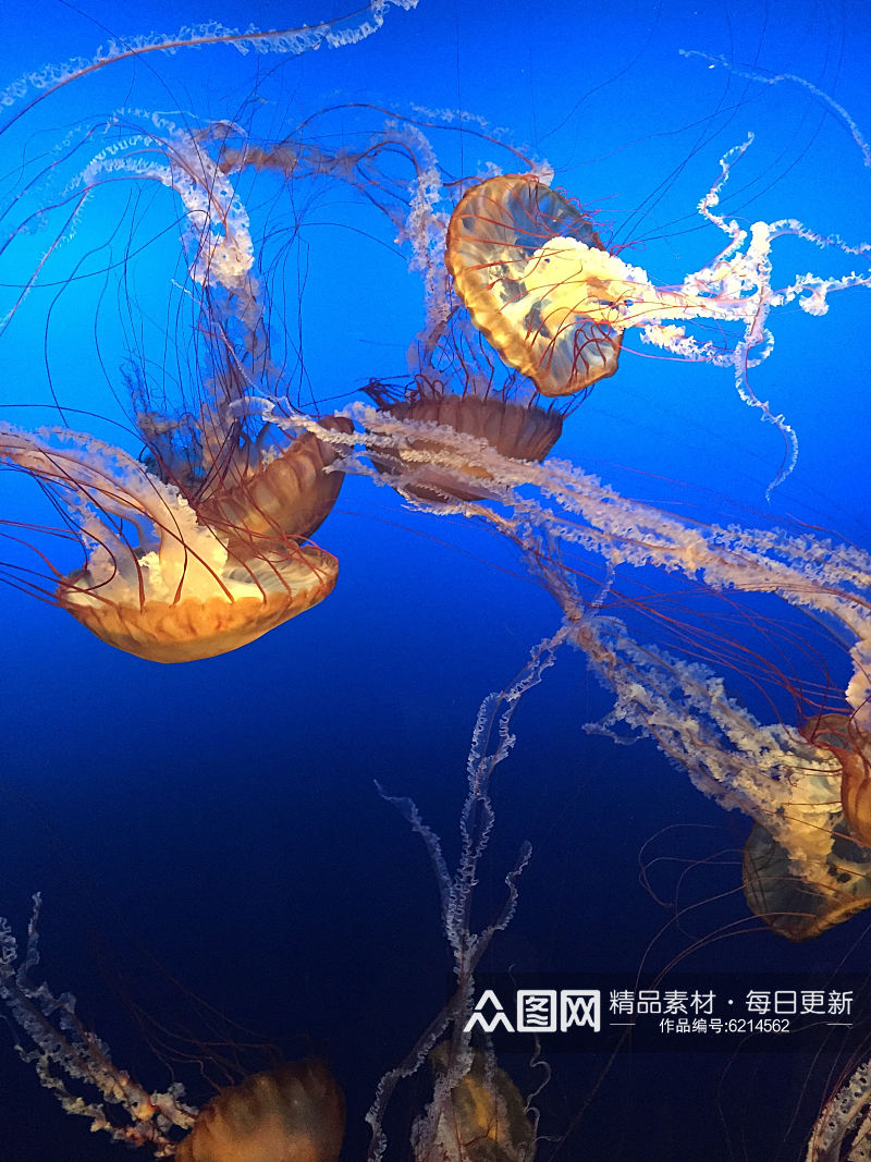 高清海洋生物水母摄影图素材