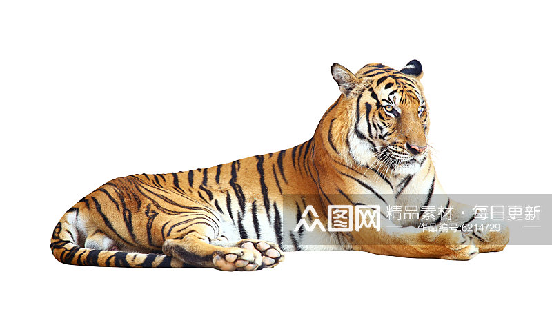 野生动物老虎摄影图素材