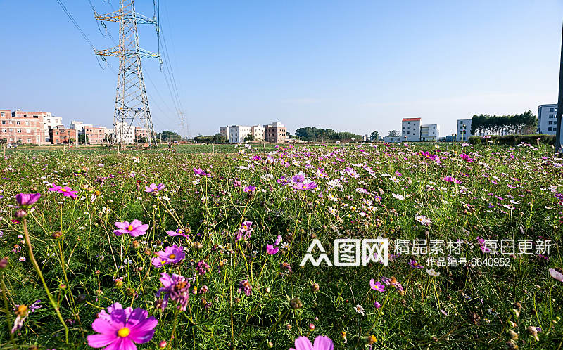 精美格桑花高清摄影图素材