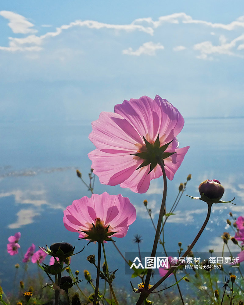 创意格桑花高清摄影图素材