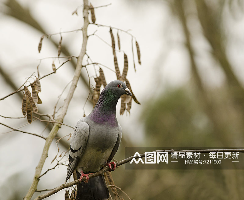 可爱鸽子鸟类动物摄影图素材