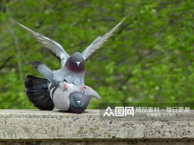 可爱鸽子鸟类动物摄影图素材