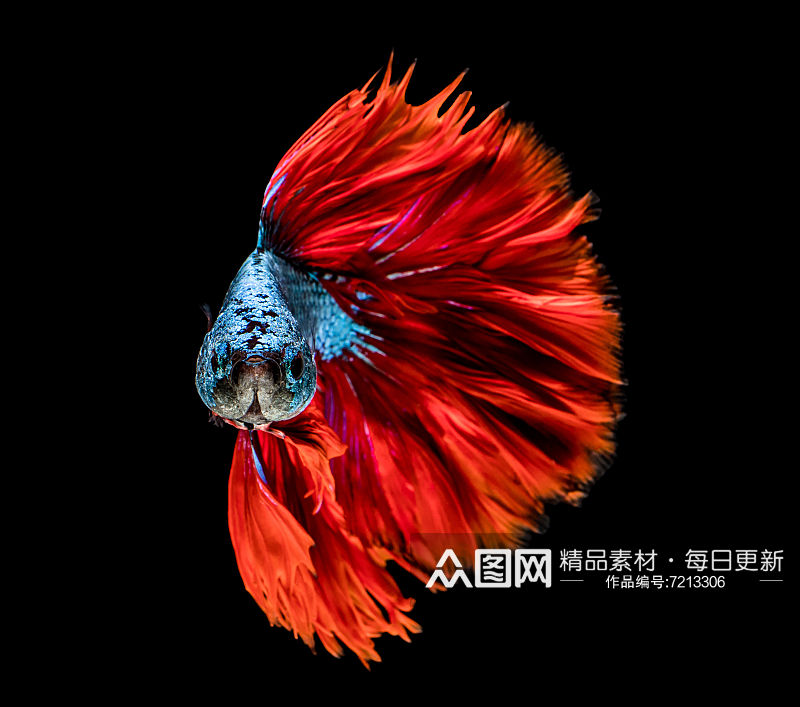 斗鱼鱼类动物高清摄影图素材