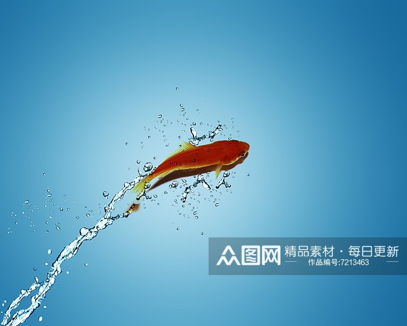 高清斗鱼鱼类动物摄影图素材