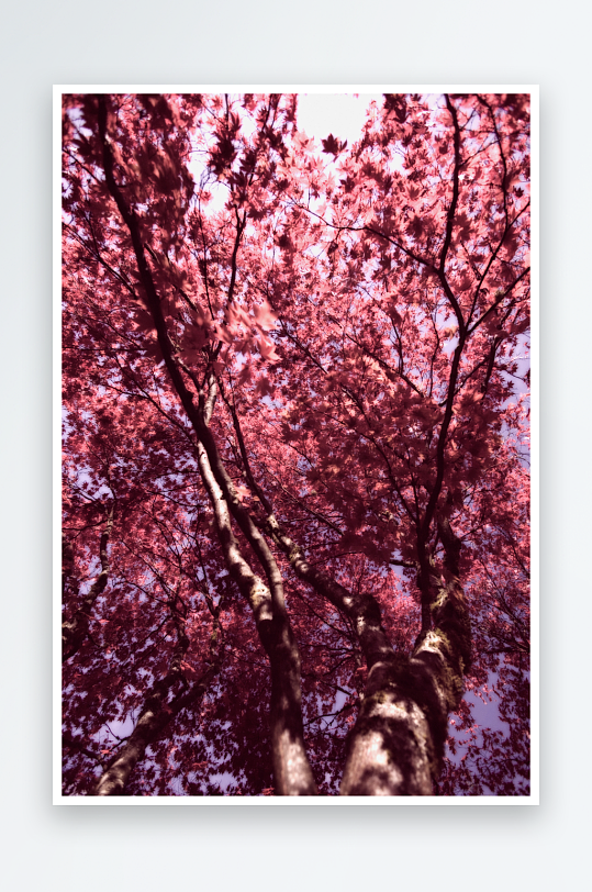 红枫木树叶风景摄影图