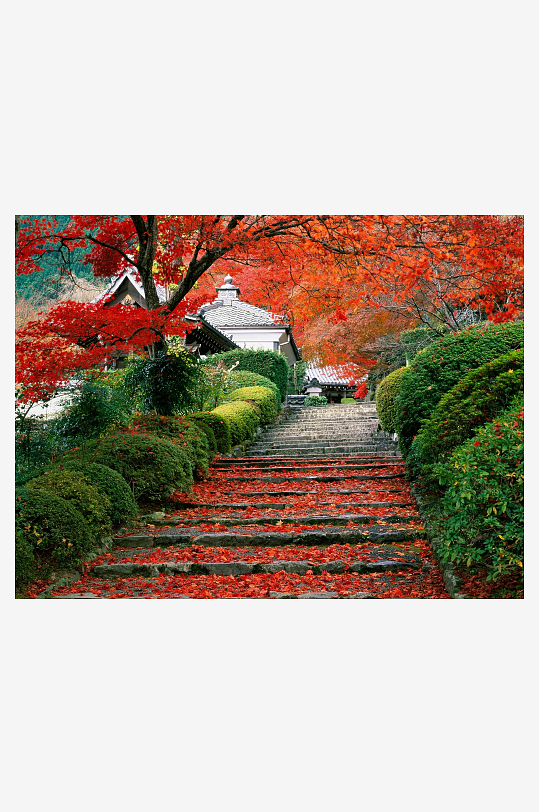 红枫木树叶风景摄影图