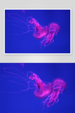 高清海洋生物水母摄影图