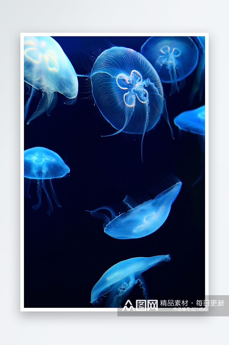 高清海洋生物水母摄影图素材
